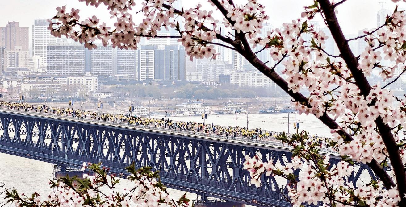 樱花季汉马，一场盛大的武汉春天丨长江评论